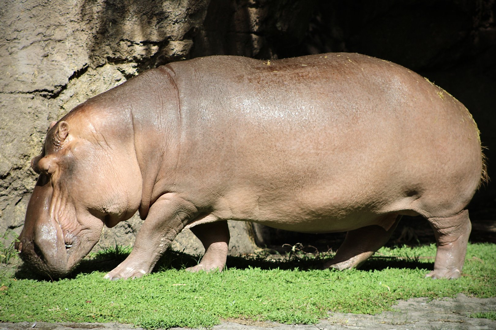 Common Hippopotamus (H. amphibius)