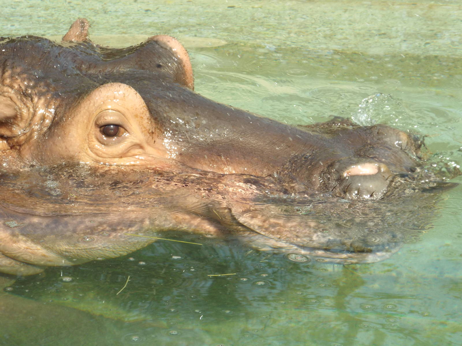 Common Hippopotamus (Hippopotamus amphibius) - April 10th 2015