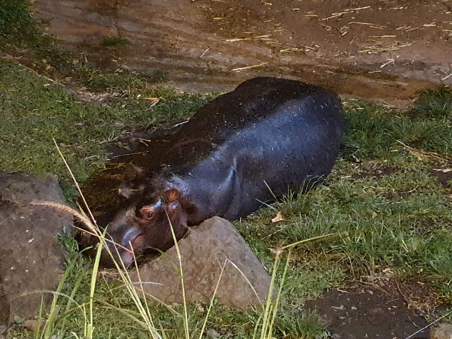 Common Hippopotamus (Hippopotamus amphibius) - Baobab Safari Resort