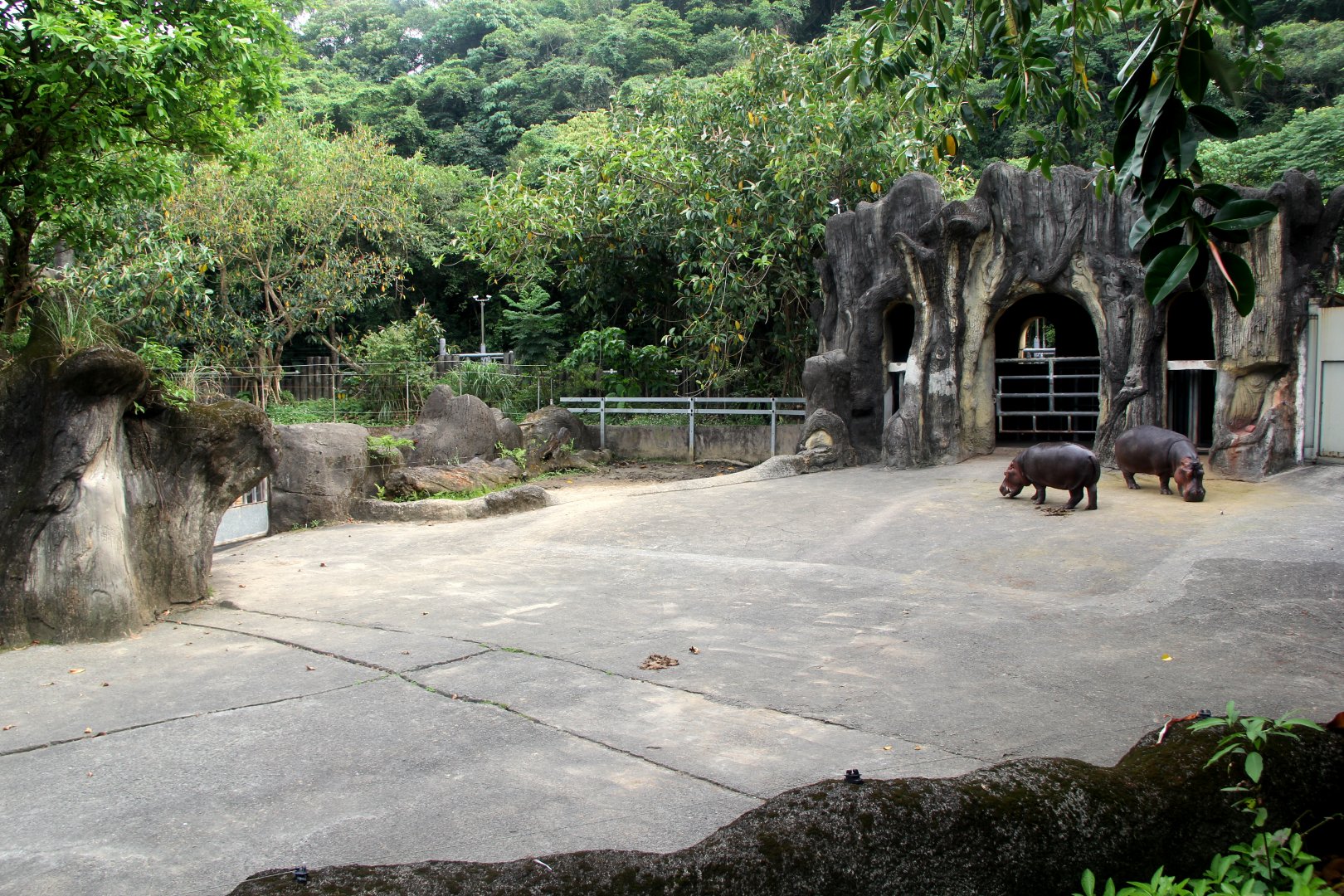 common hippopotamus (Hippopotamus amphibius) exhibit