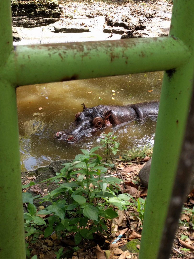 Common Hippopotamus (Hippopotamus amphibius) - Taru Jurug Zoo