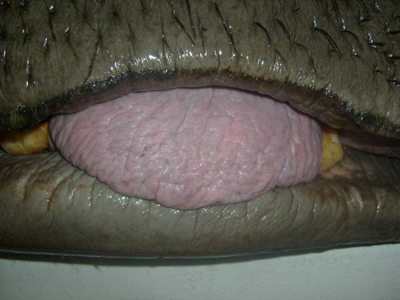 Common hippopotamus/Hippopotamus amphibius