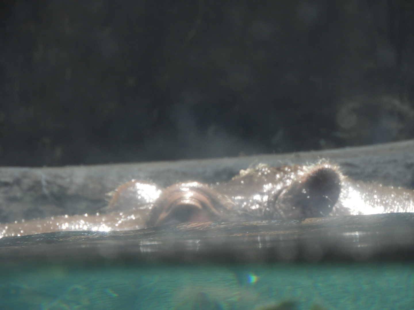 Common Hippopotamus (Hippopotamus amphibius)