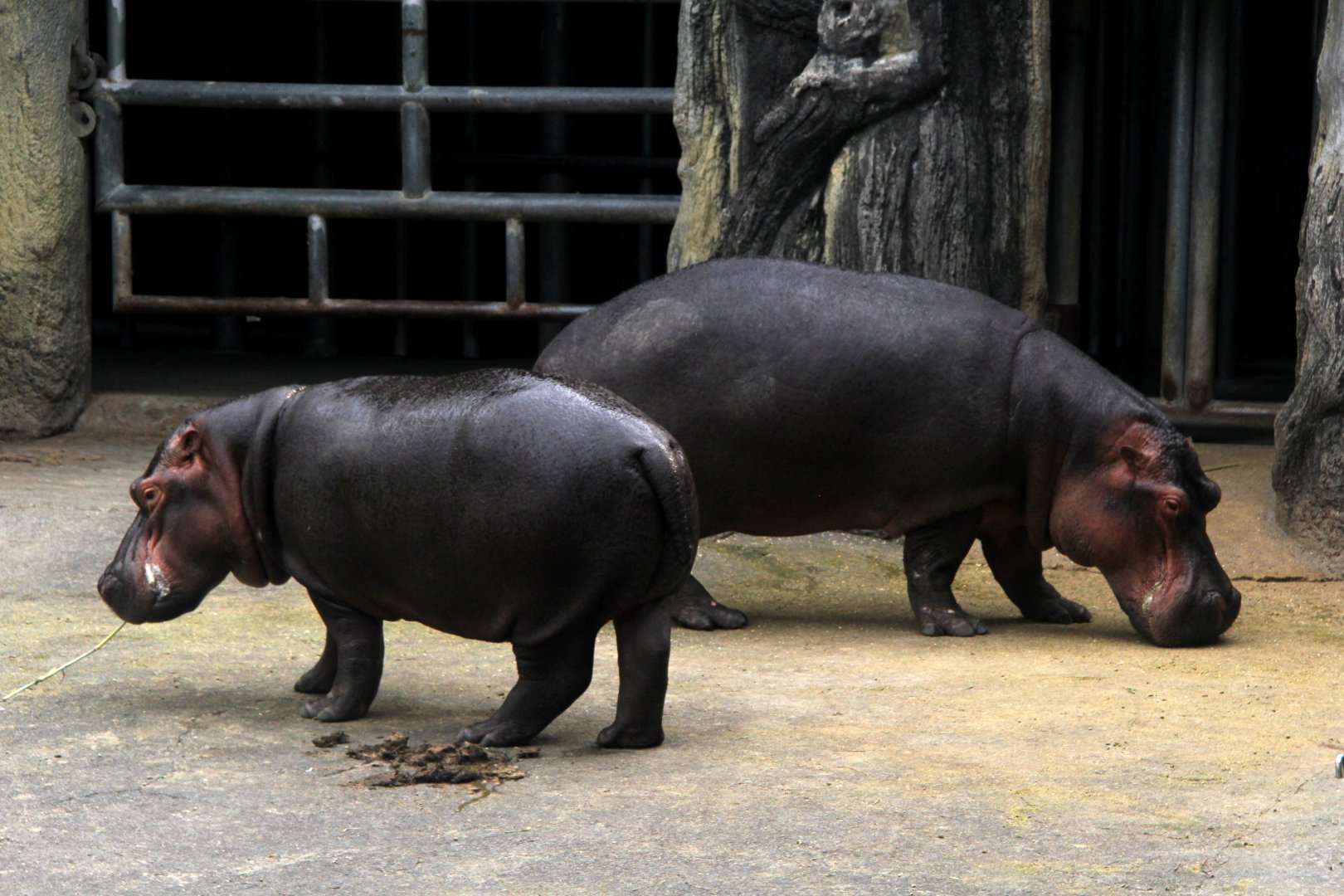 common hippopotamus (Hippopotamus amphibius)