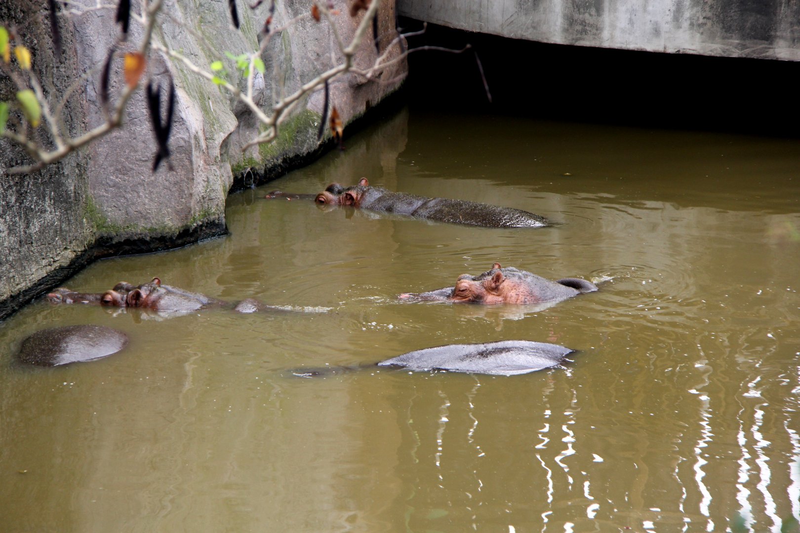 common hippopotamus (Hippopotamus amphibius)