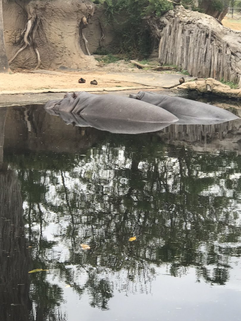 Common hippopotamus (Hippopotamus amphibius)