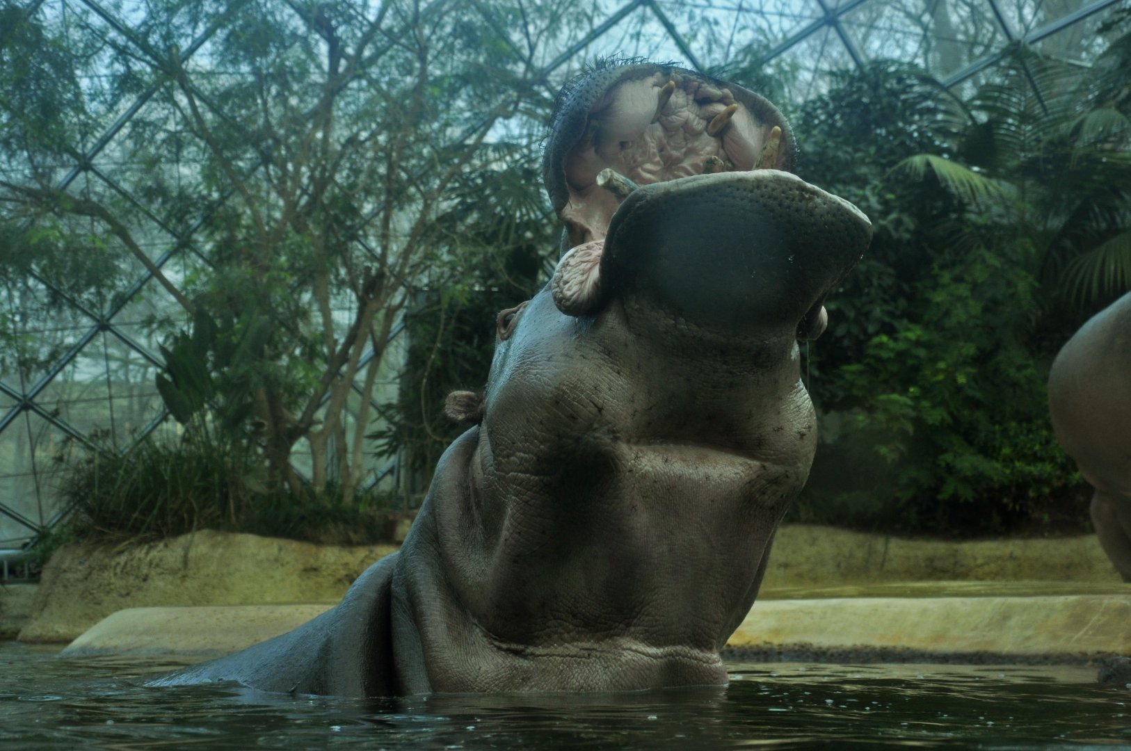 Common hippopotamus (Hippopotamus amphibius)