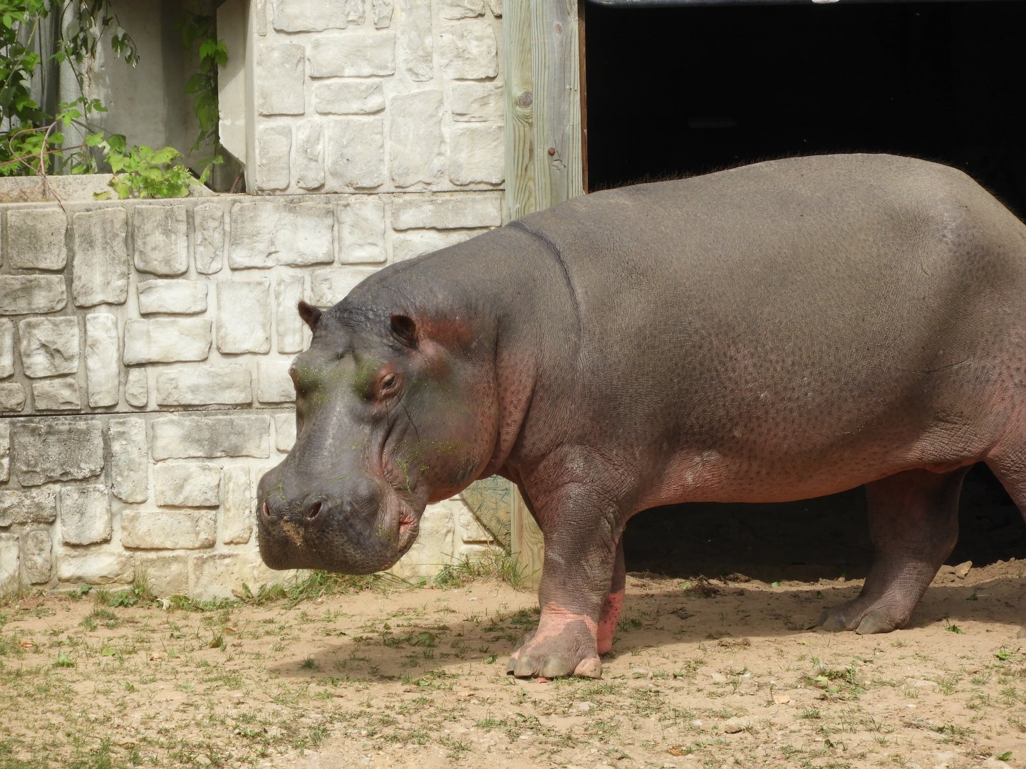 Common Hippopotamus (Hippopotamus amphibius)