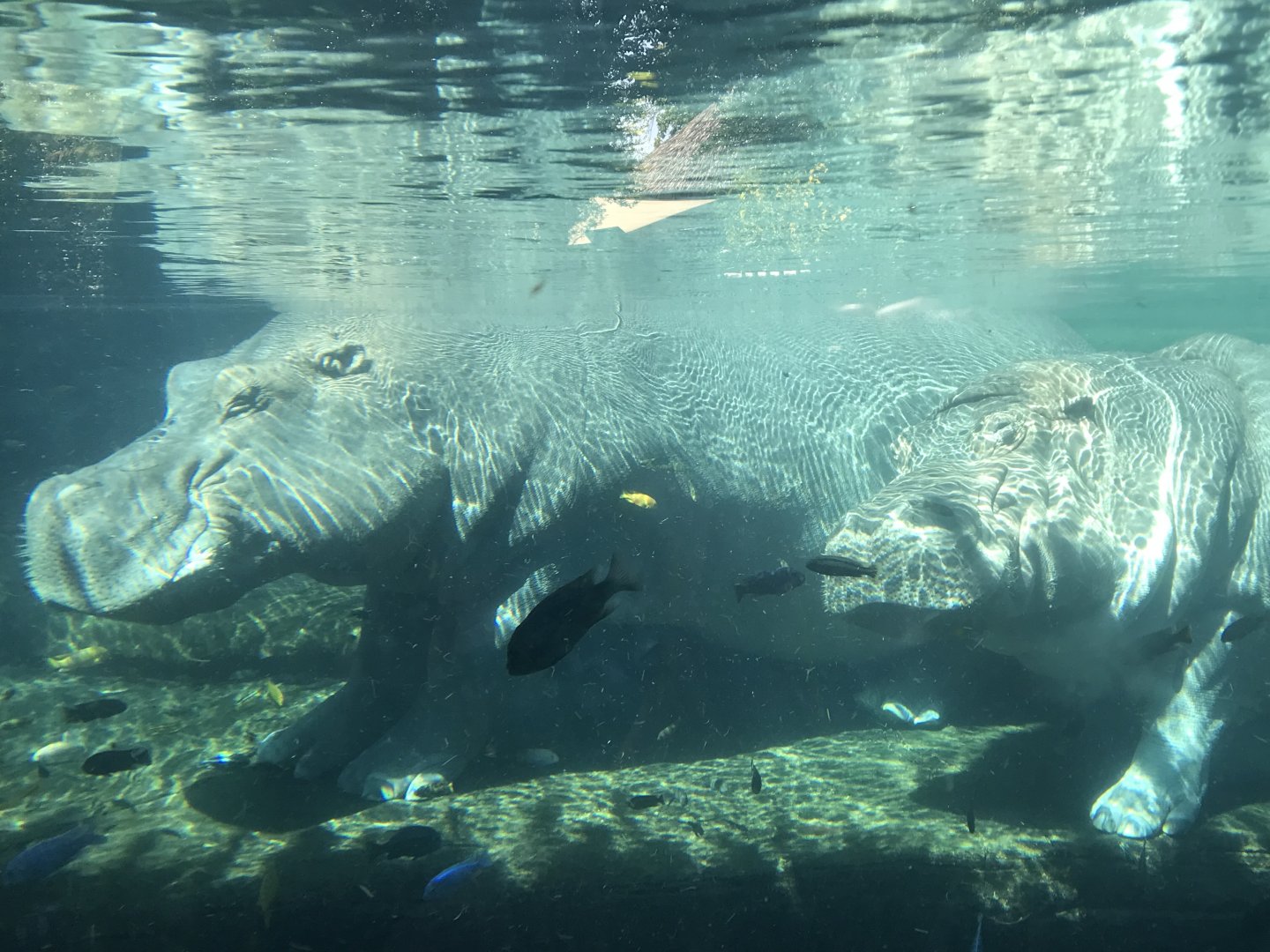 Common Hippopotamus (Hippopotamus amphibius)