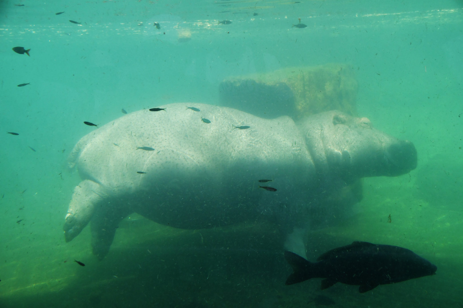 Common hippopotamus Hippopotamus amphibius