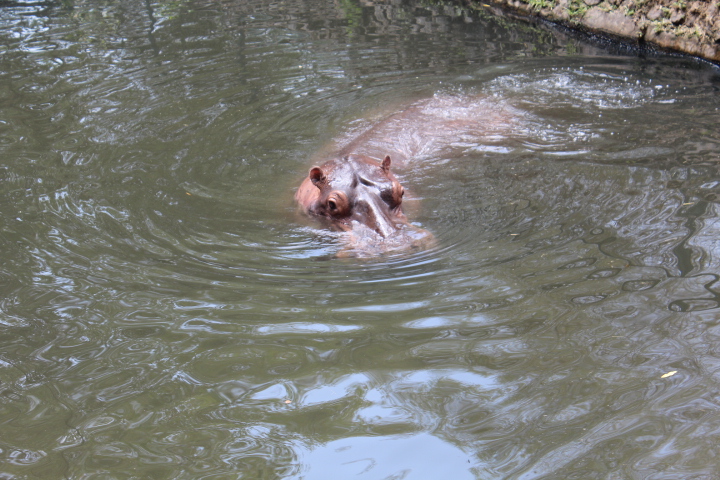 Common hippopotamus (Hippopotamus amphibius)
