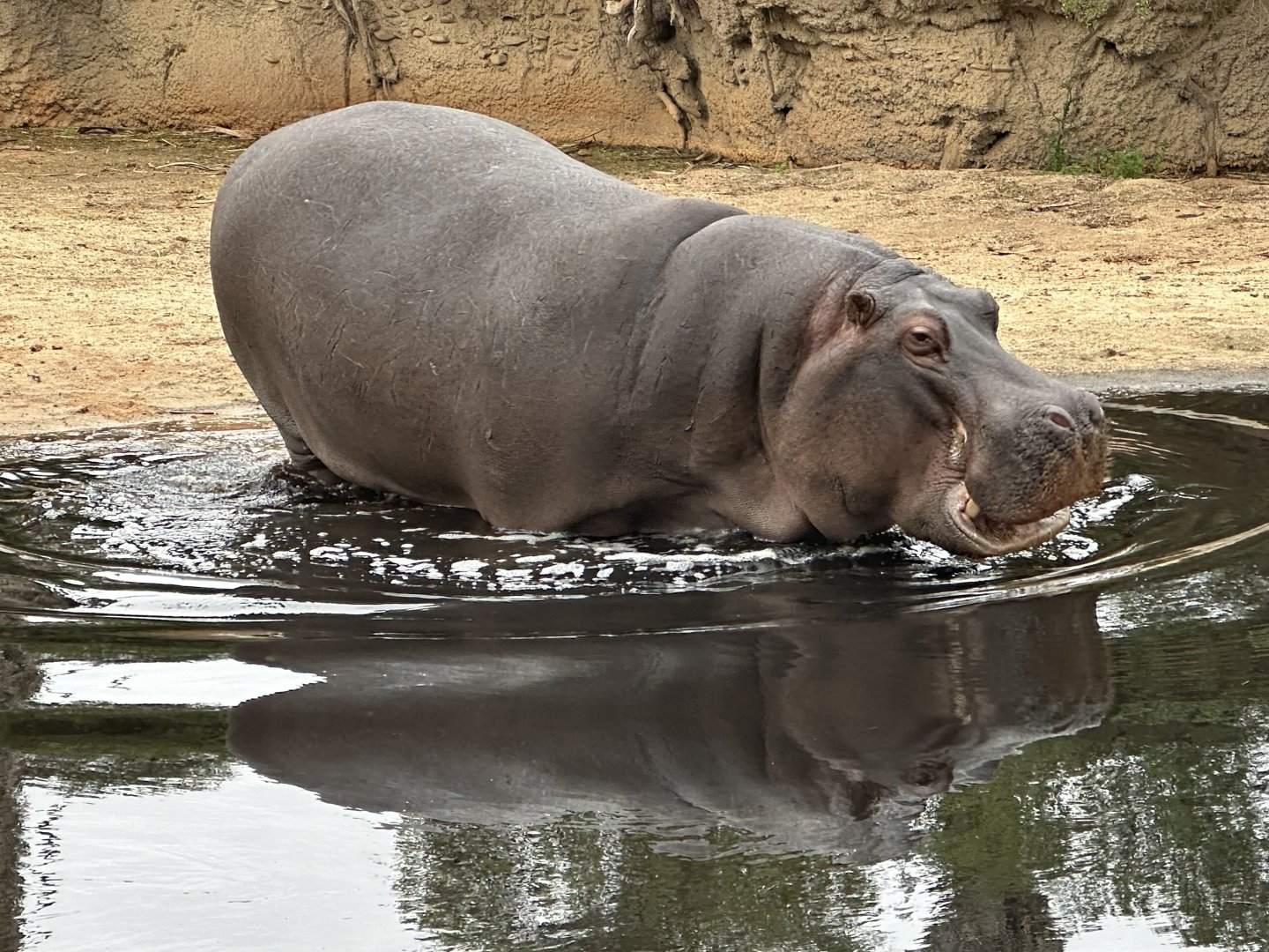Common hippopotamus (Hippopotamus amphibius)