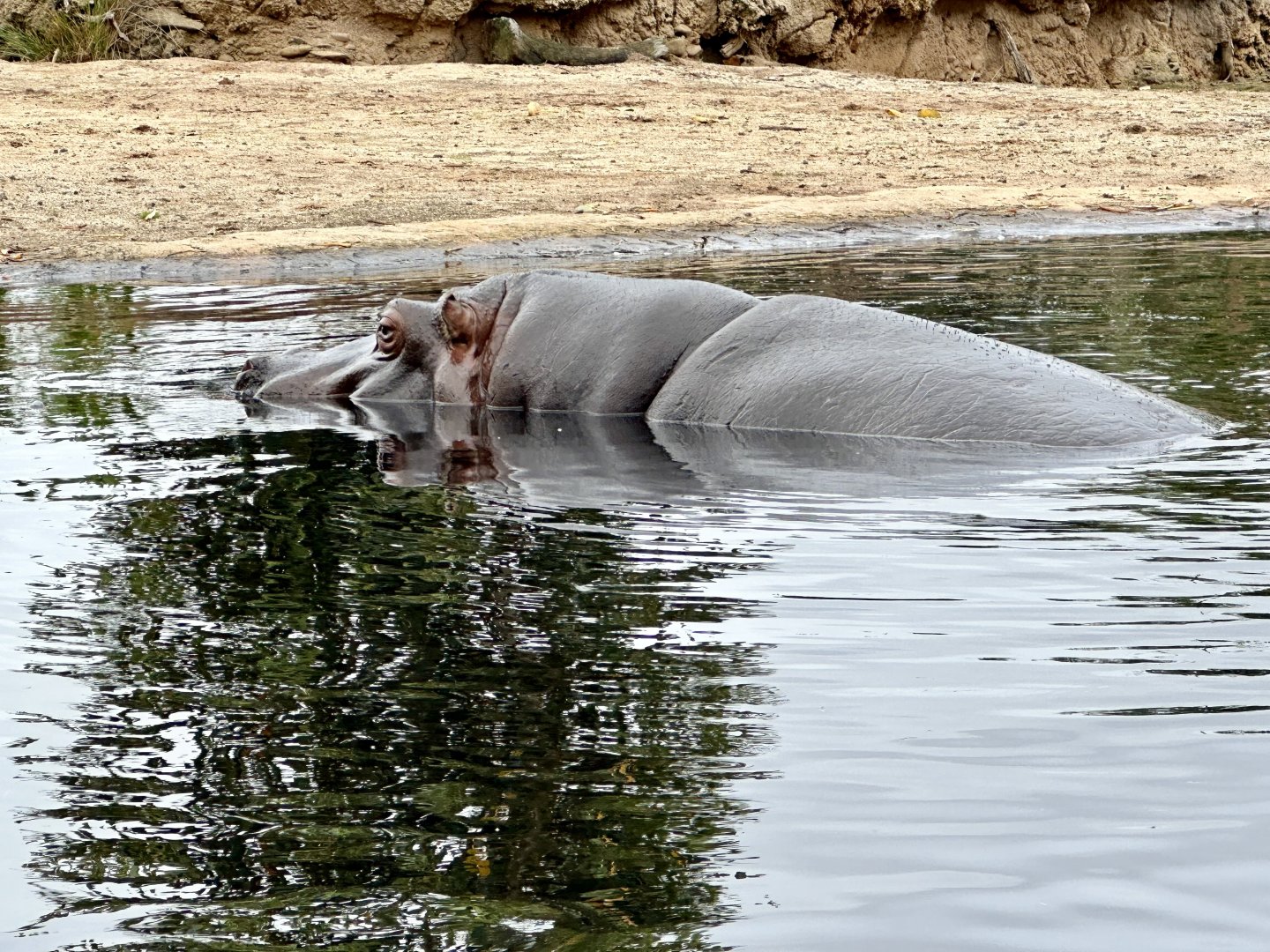 Common hippopotamus (Hippopotamus amphibius)