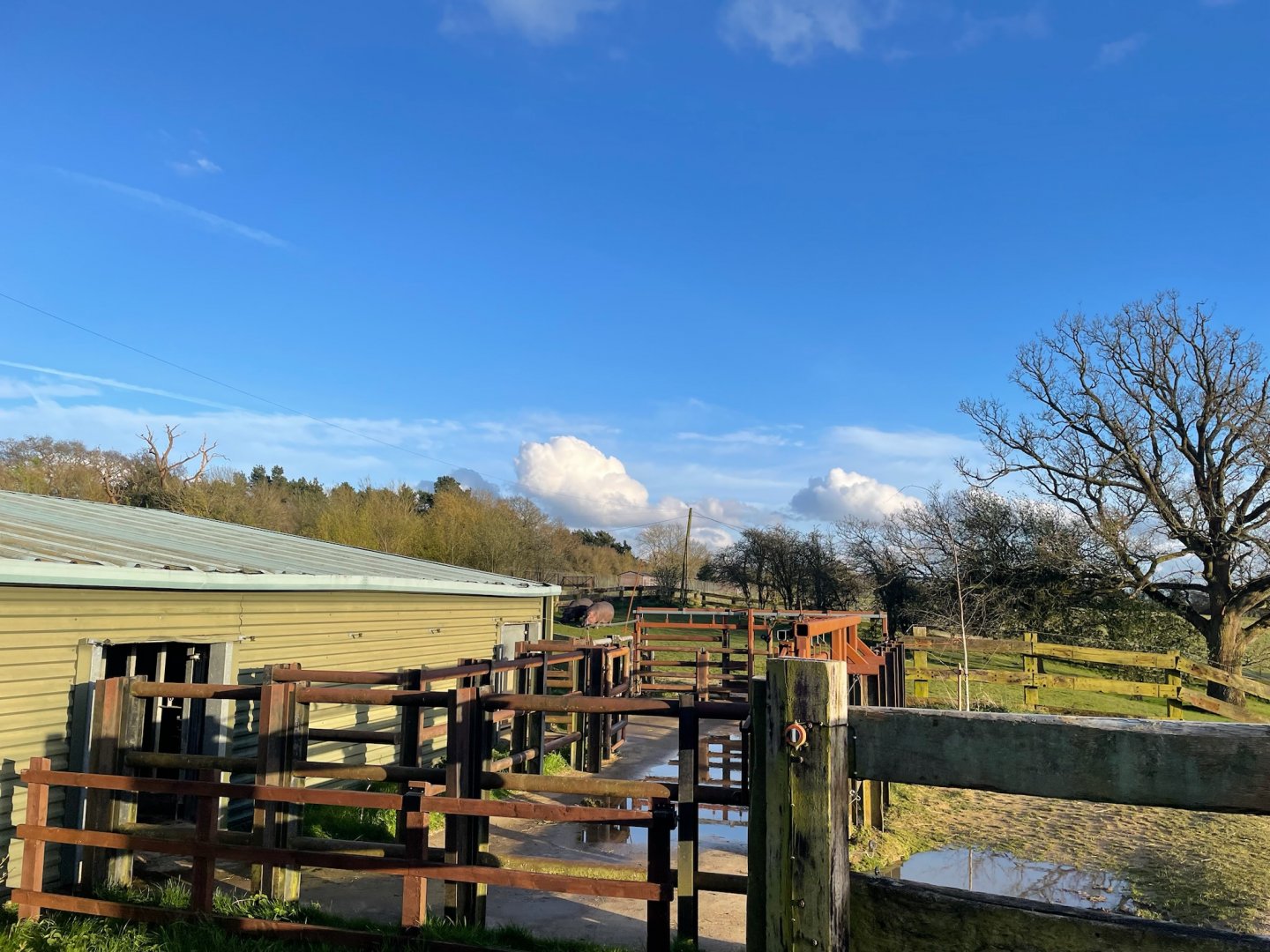Common Hippopotamus, (Hippopotamus amphibius)