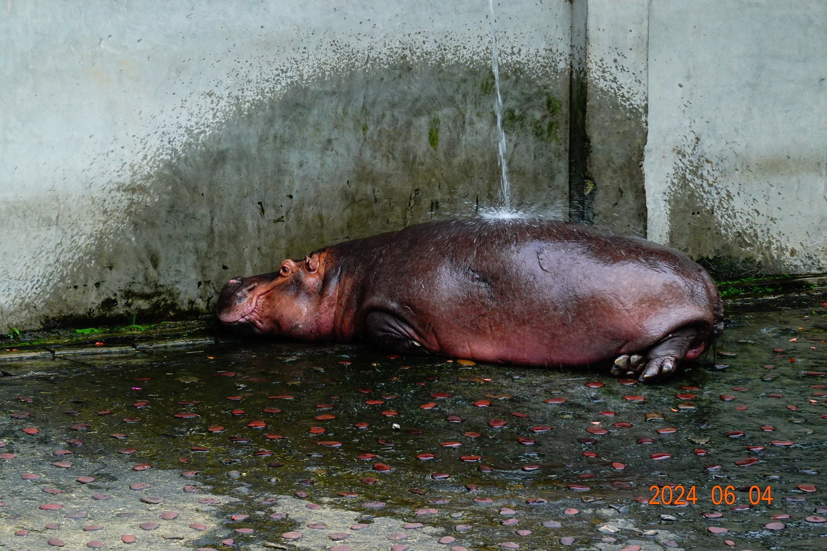 Common Hippopotamus (Hippopotamus amphibius)