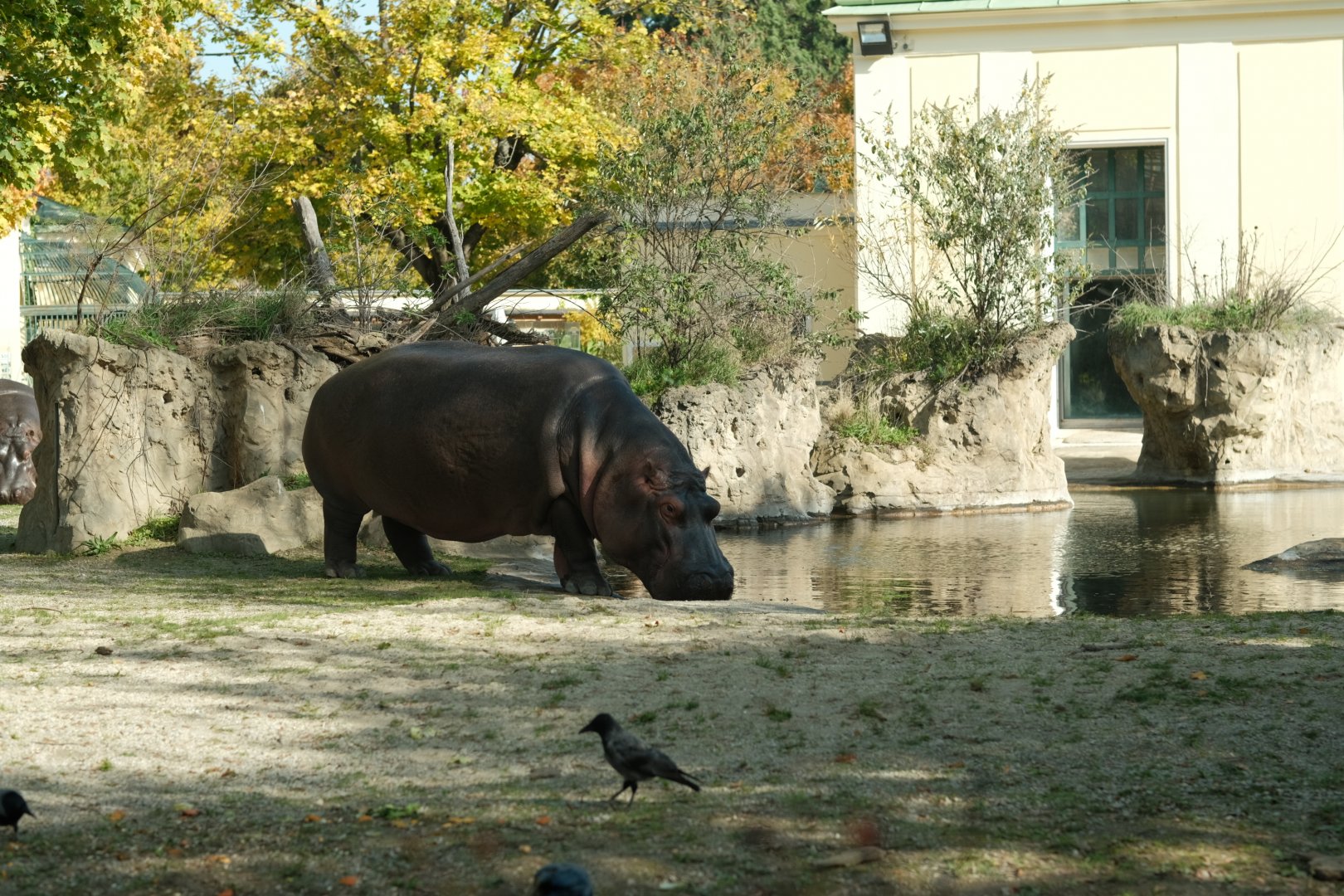 Common Hippopotamus (Hippopotamus amphibius)