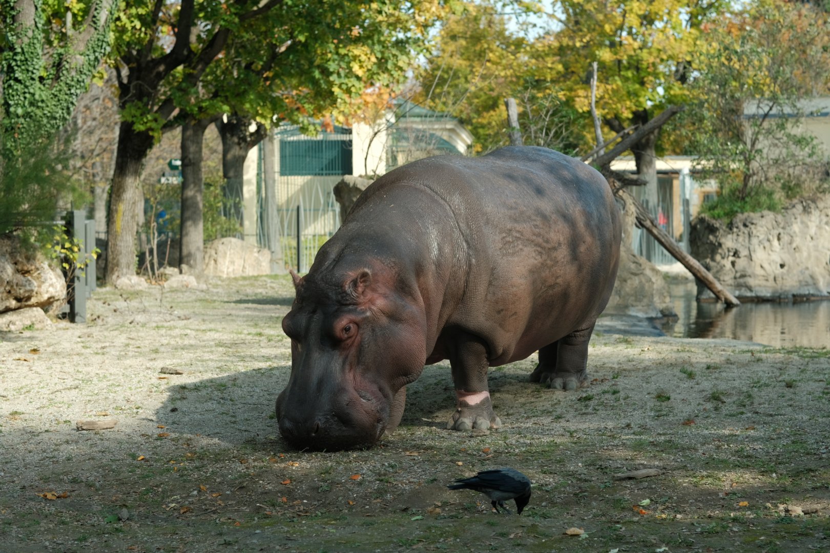 Common Hippopotamus (Hippopotamus amphibius)