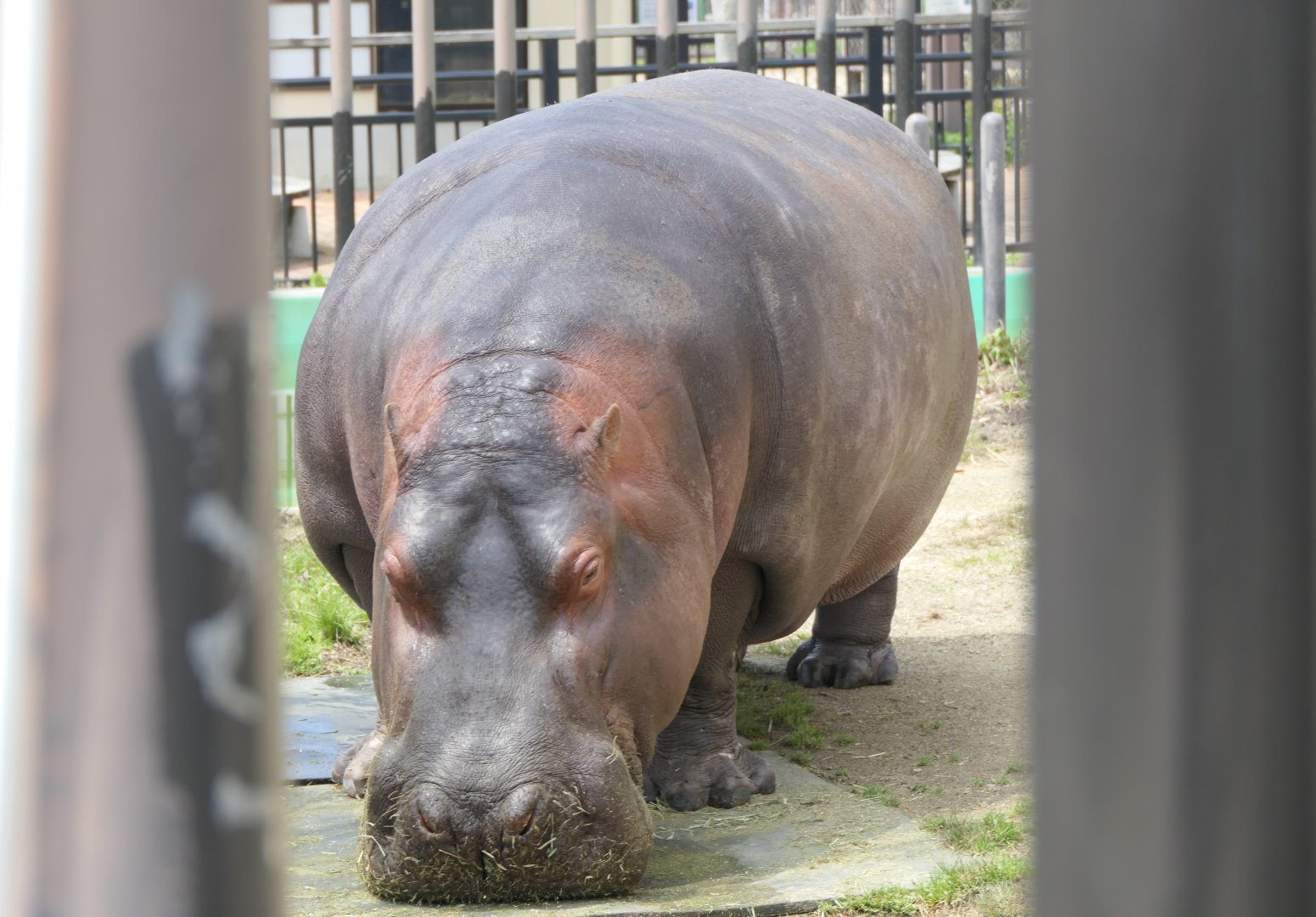 Common Hippopotamus (Hippopotamus amphibius)