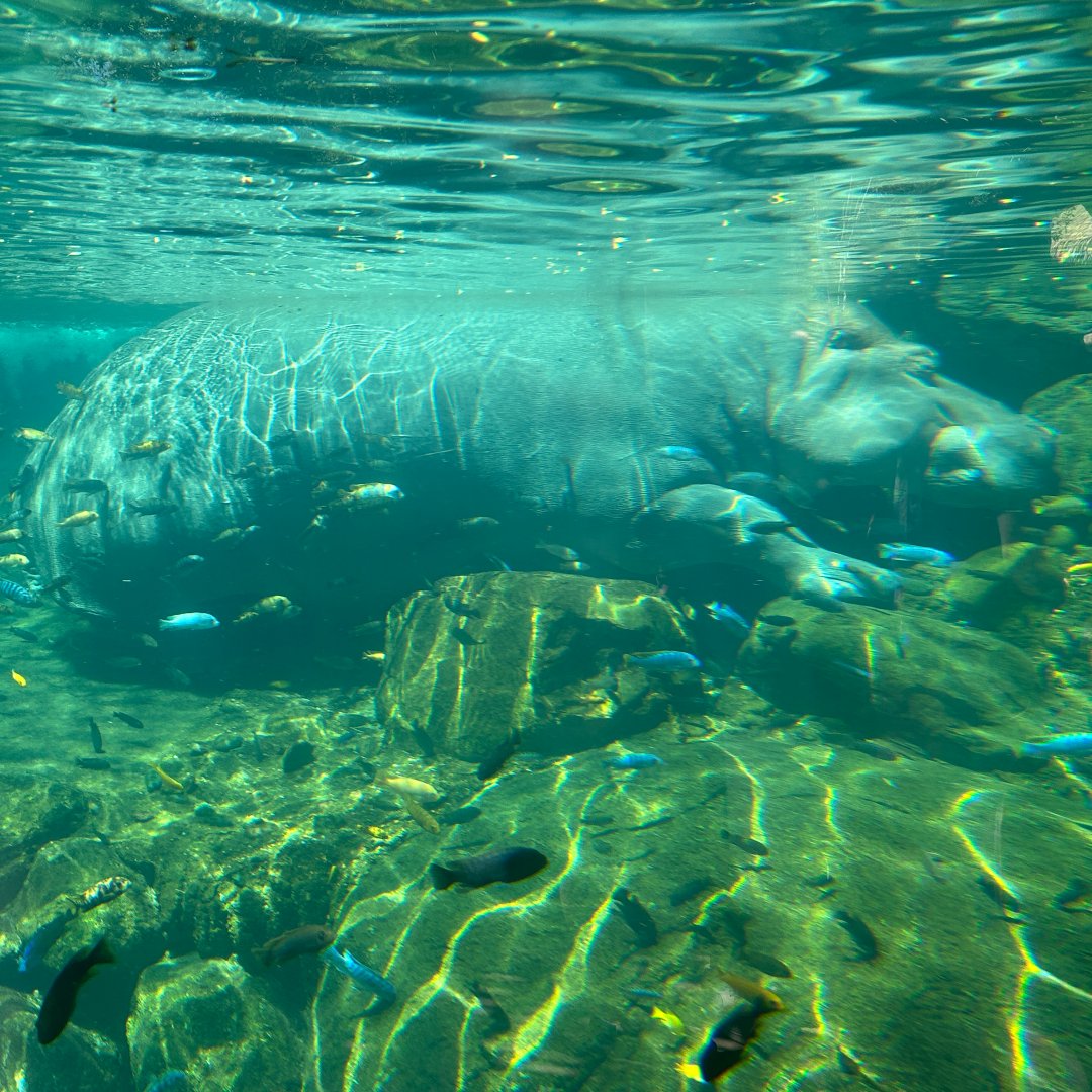 Common Hippopotamus (Hippopotamus amphibius)