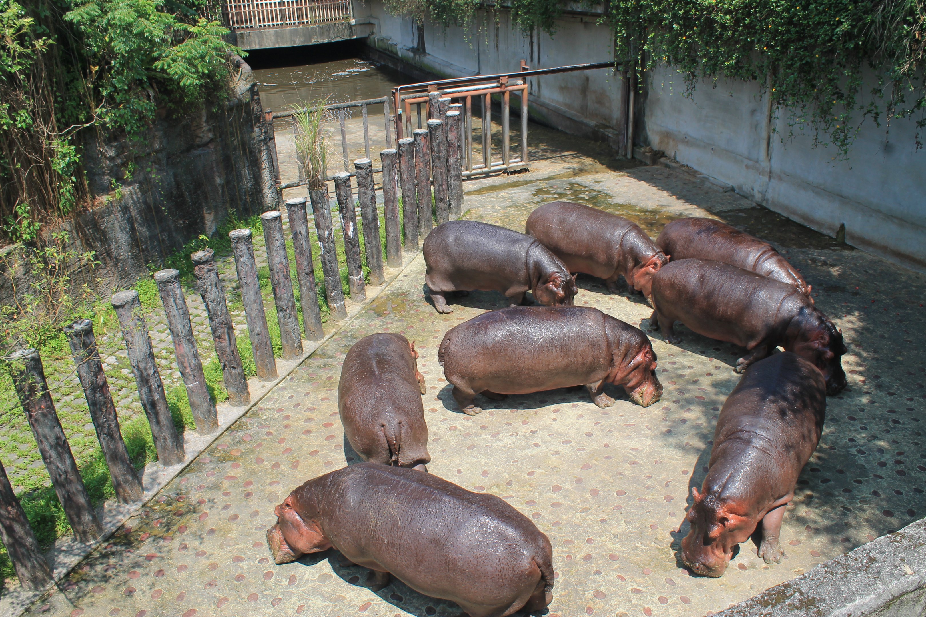 Common Hippopotamus (Hippopotamus amphibius)