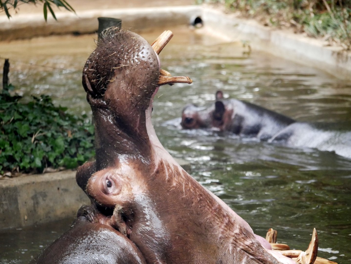 Common hippopotamus (Hippopotamus amphibius)