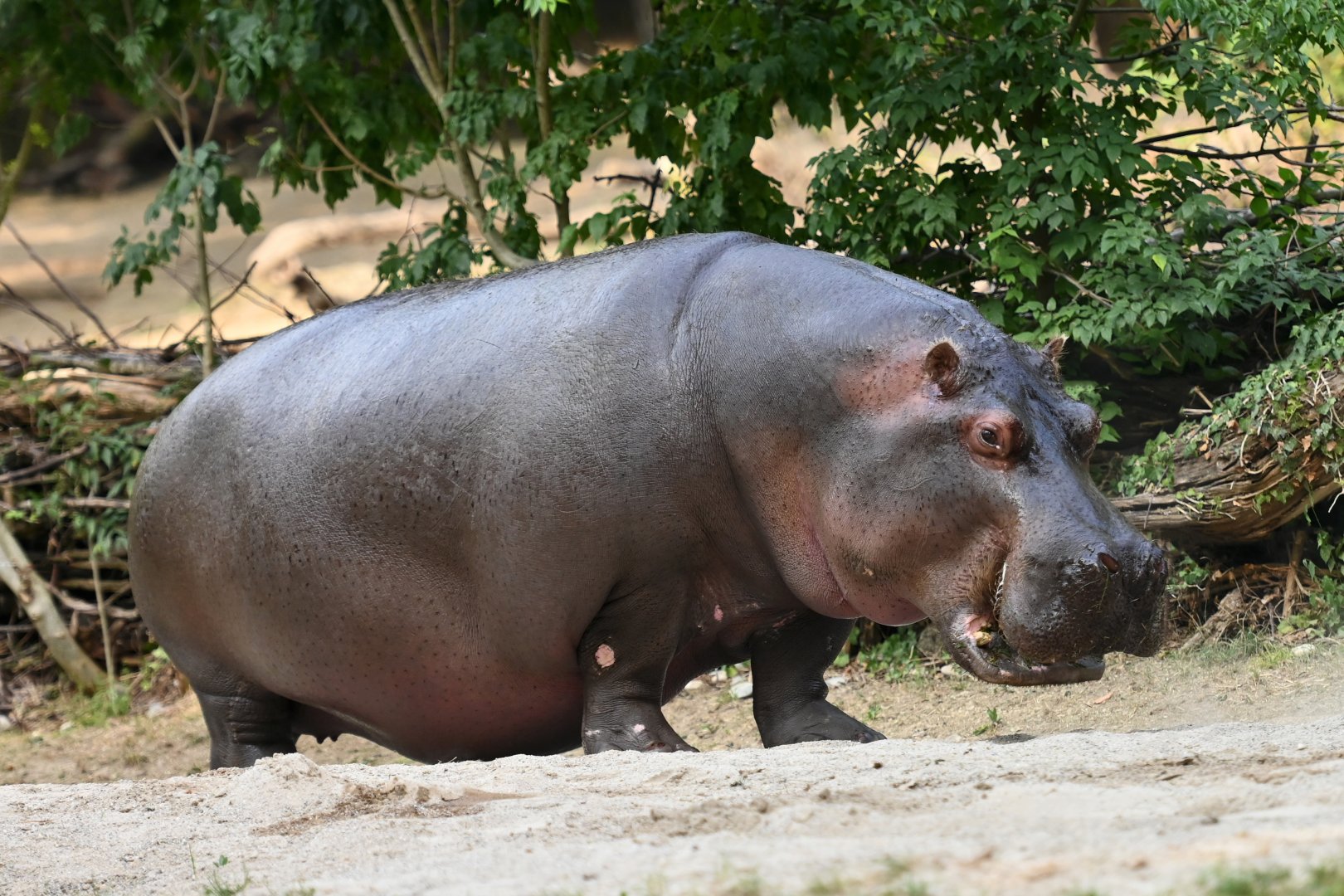 Common hippopotamus Hippopotamus amphibius