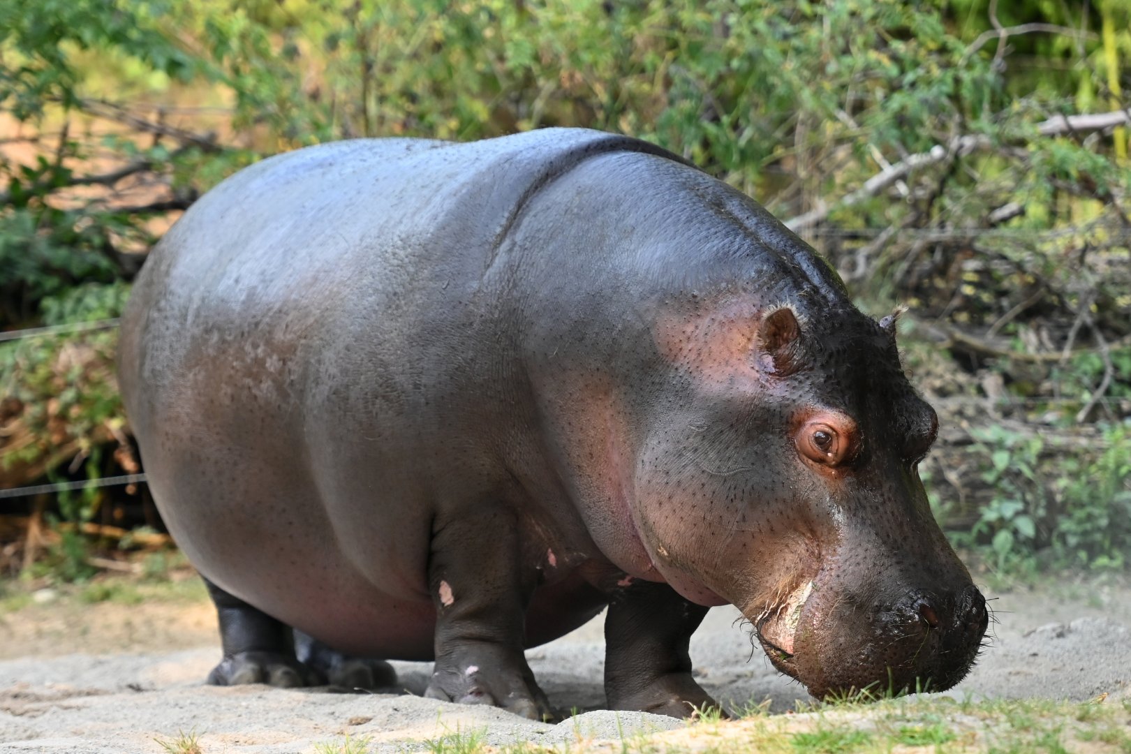 Common hippopotamus Hippopotamus amphibius