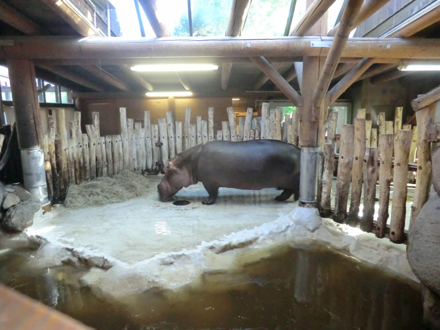Common hippopotamus indoor accommodation