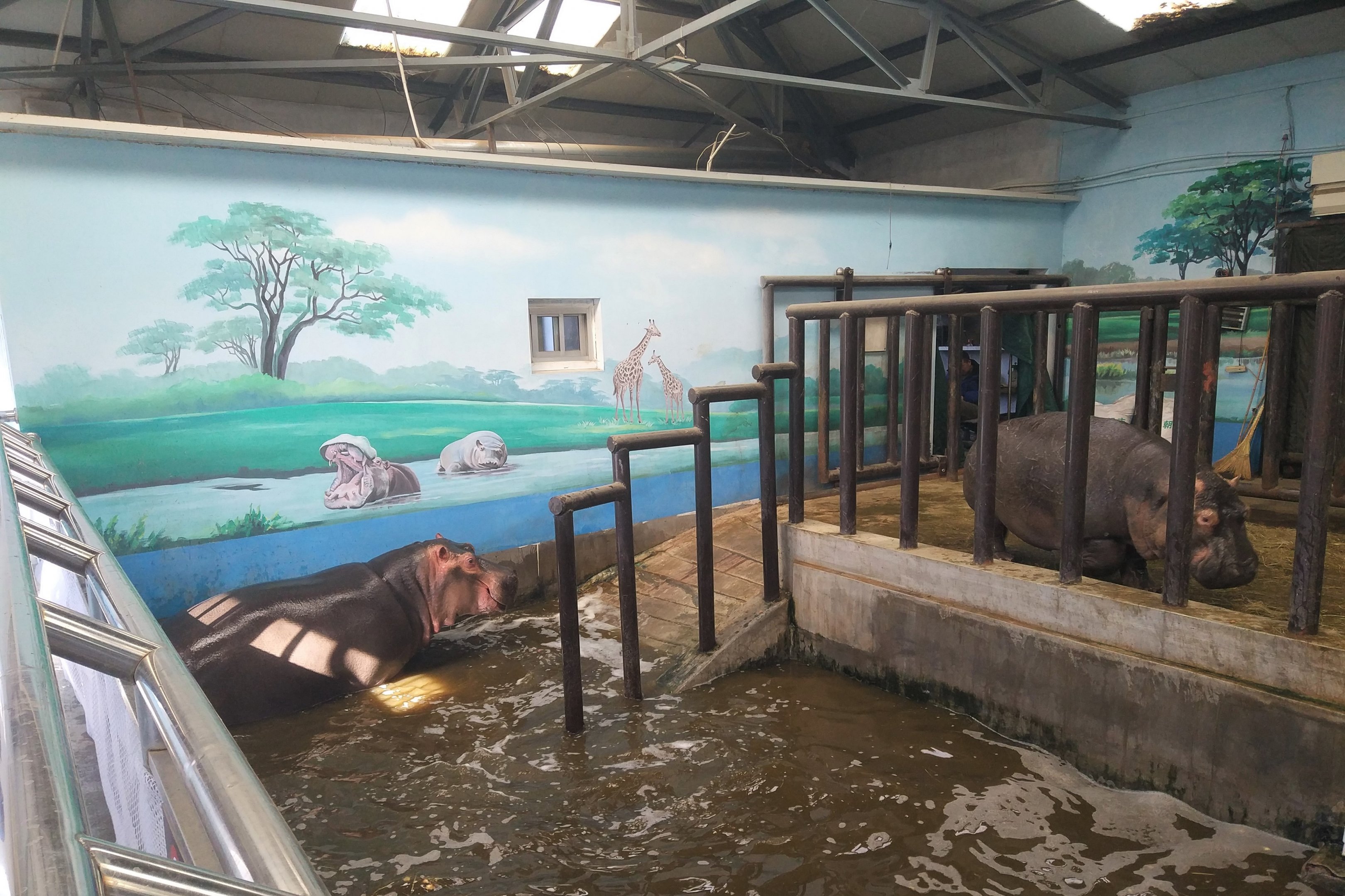 Common Hippopotamus Indoor Holding