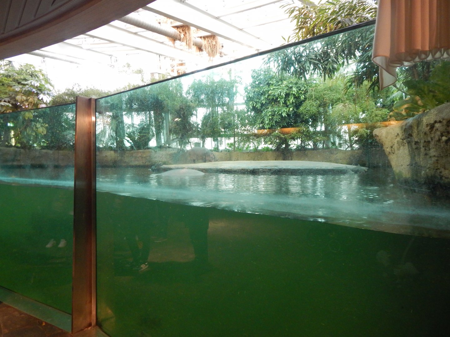 Common hippopotamus indoors exhibit 261124