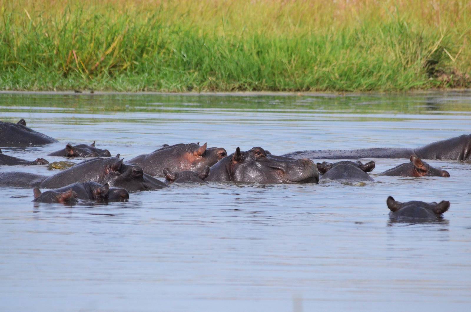 Common Hippopotamus, Khwai Community Area, Botswana, 24/04/16