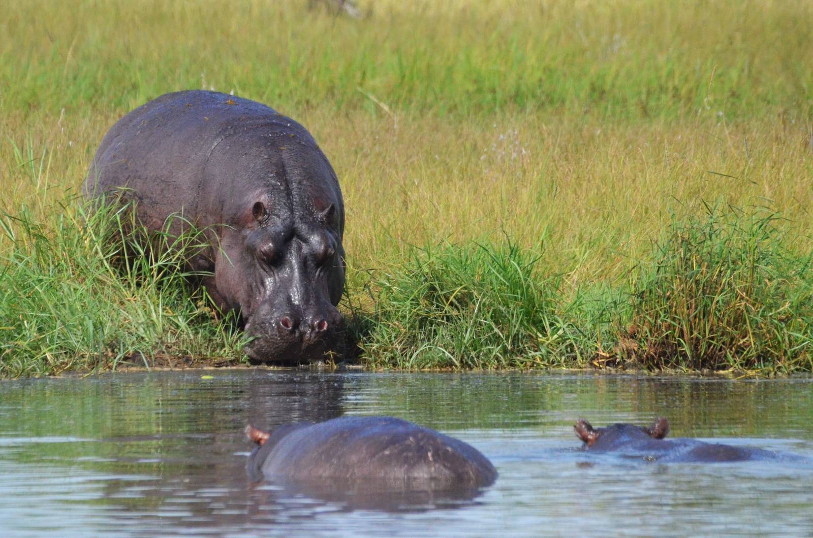 Common Hippopotamus, Khwai Community Area, Botswana, 24/04/16