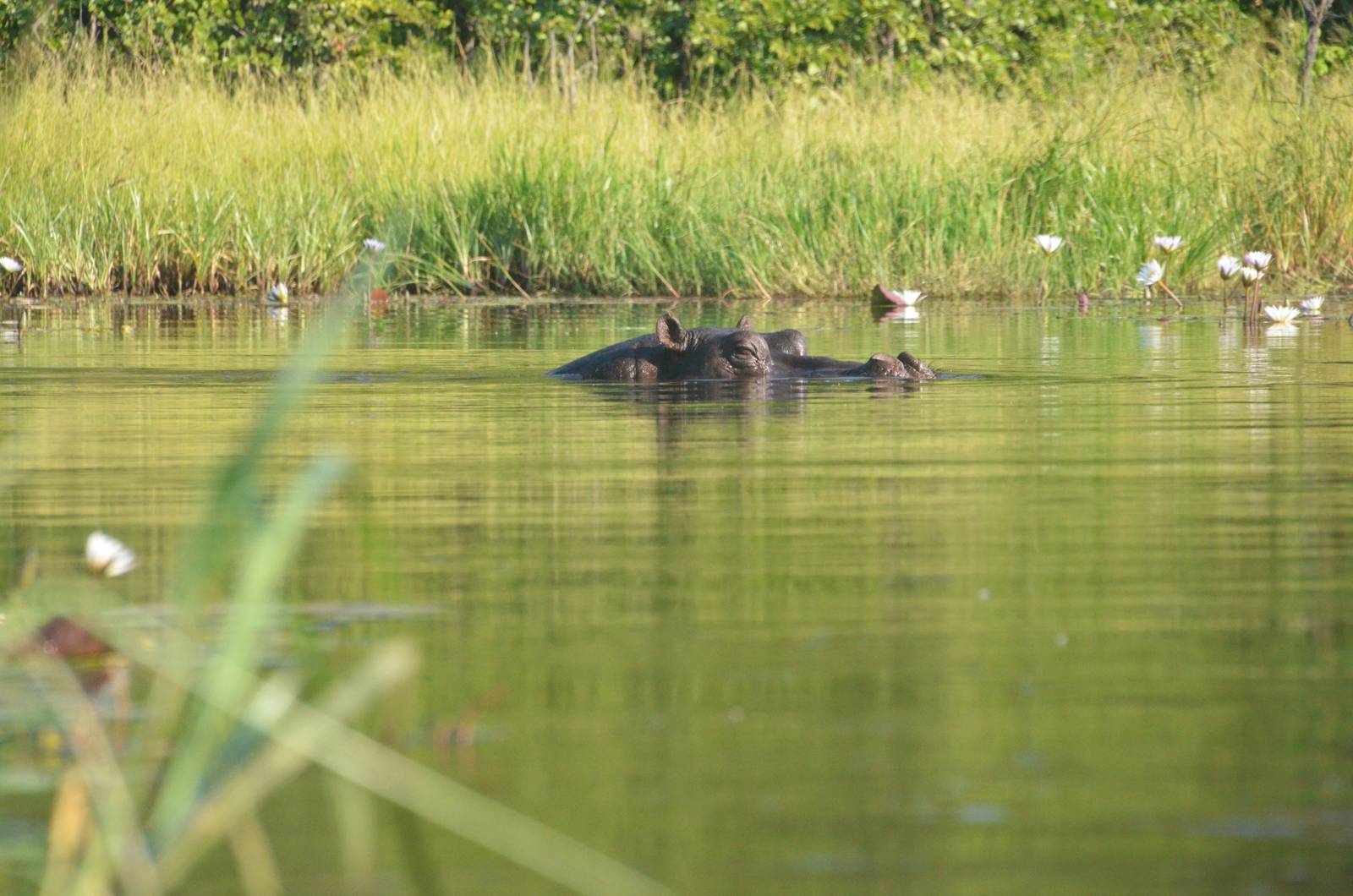 Common Hippopotamus, Khwai Community Area, Botswana, 25/04/16