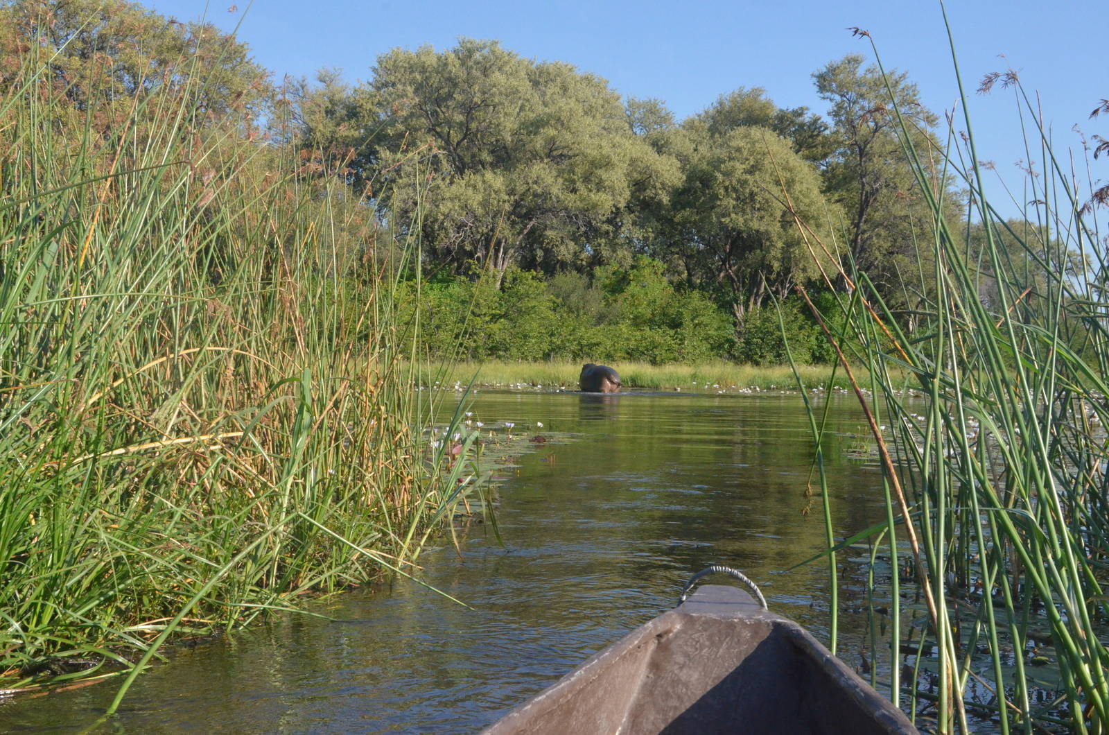 Common Hippopotamus, Khwai Community Area, Botswana, 25/04/16