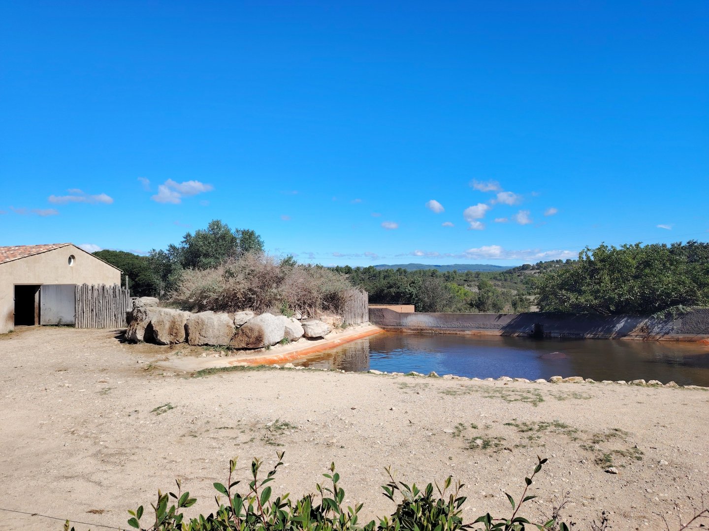 Common Hippopotamus old Exhibit