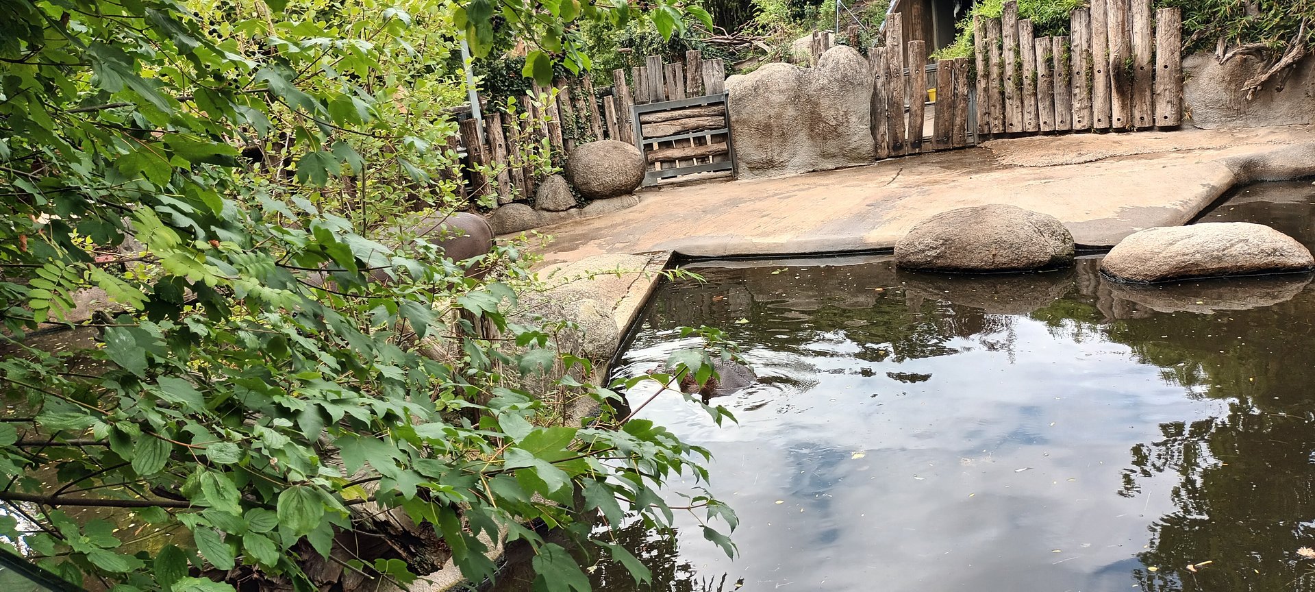 Common Hippopotamus outdoor Enclosure