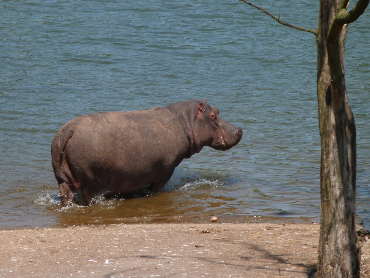 Common hippopotamus -Parque de la Naturaleza de Cabárceno (2025)