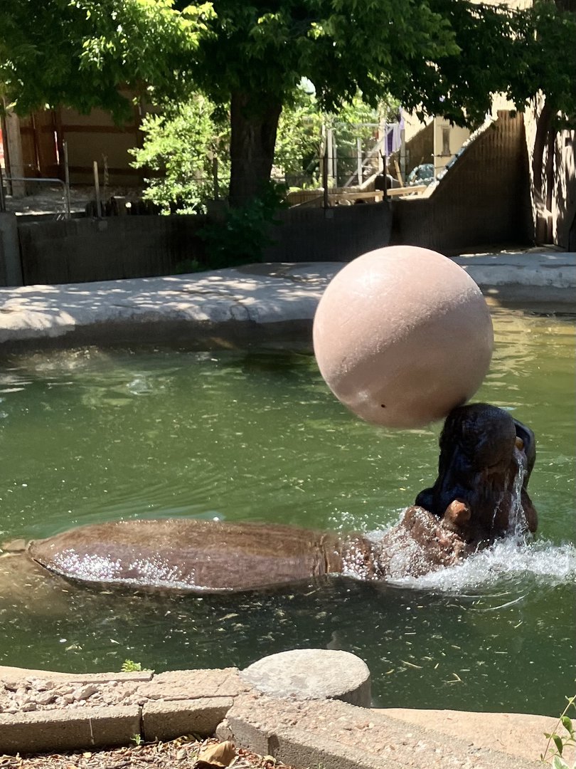 Common Hippopotamus playing with a ball