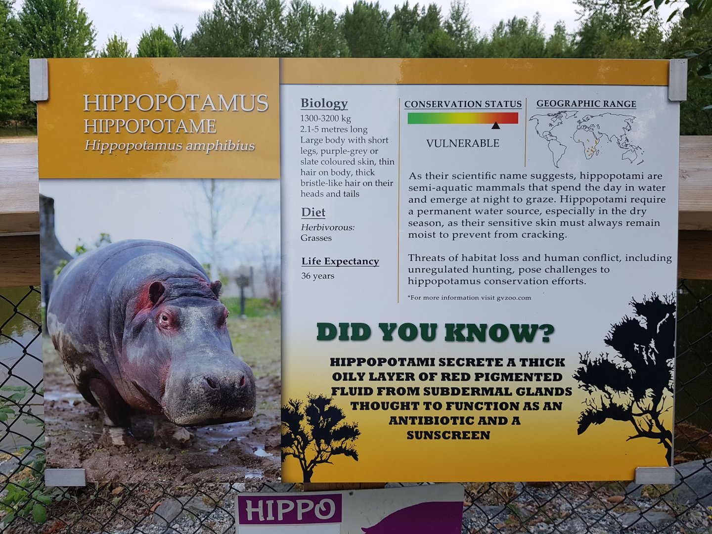 Common Hippopotamus Sign