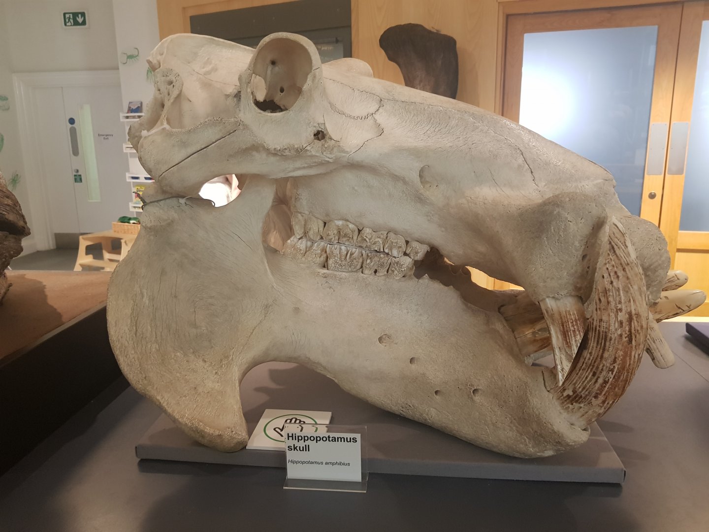 Common Hippopotamus Skull