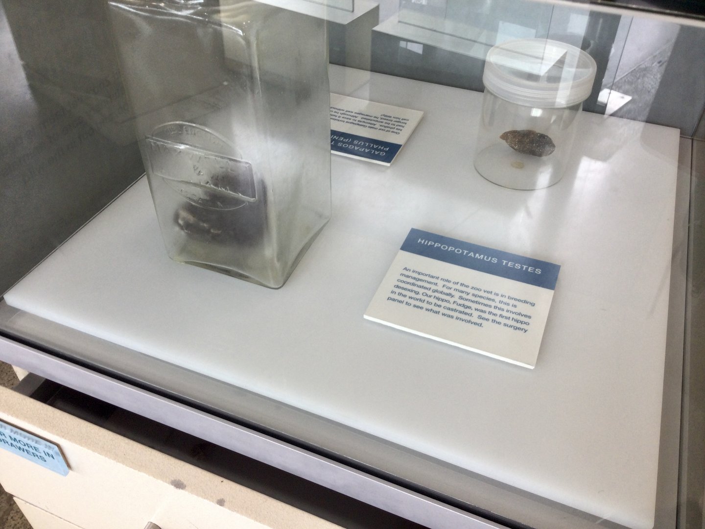 Common Hippopotamus Testes