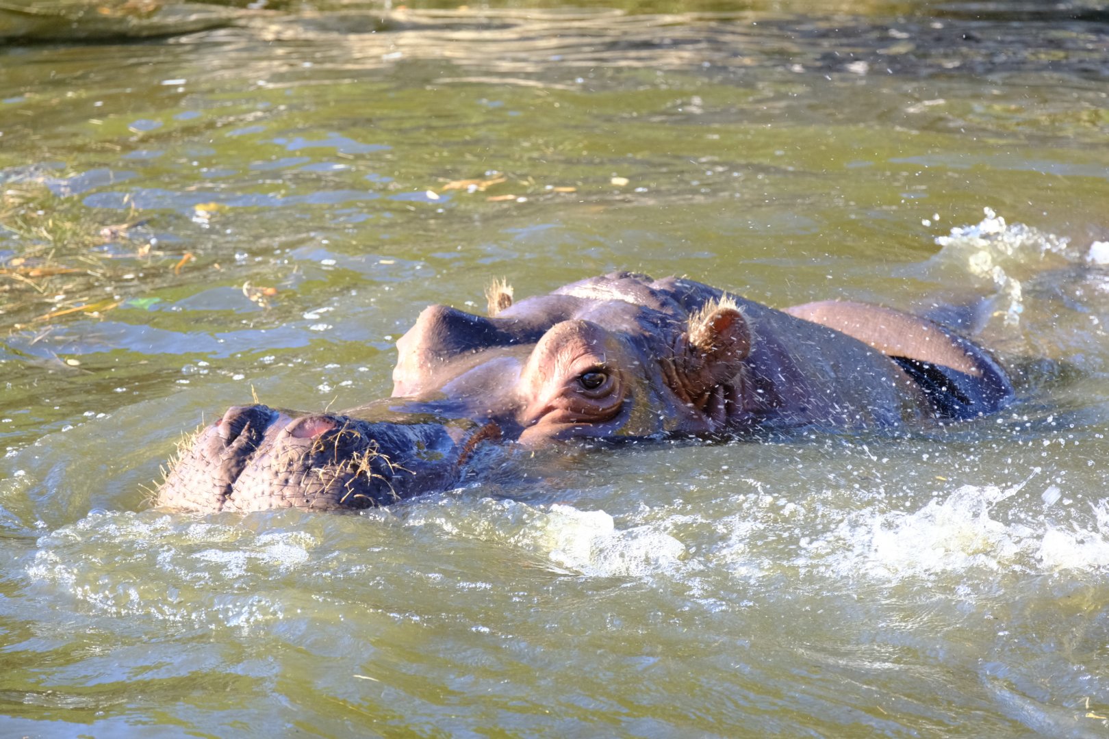 Common Hippopotamus - Werribee Open Range Zoo
