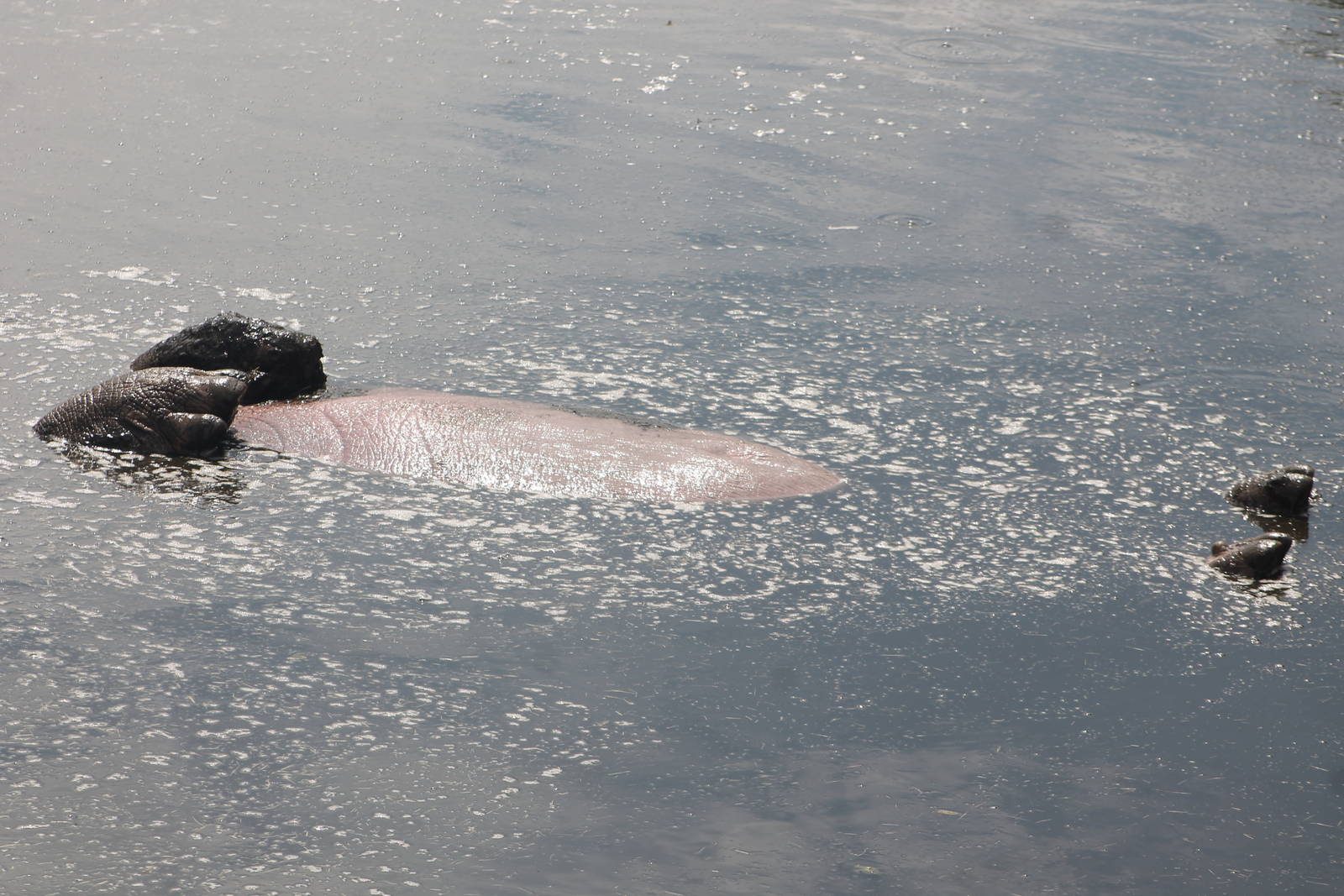 Common Hippopotamus West Midlands Safari Park 29th July 2014