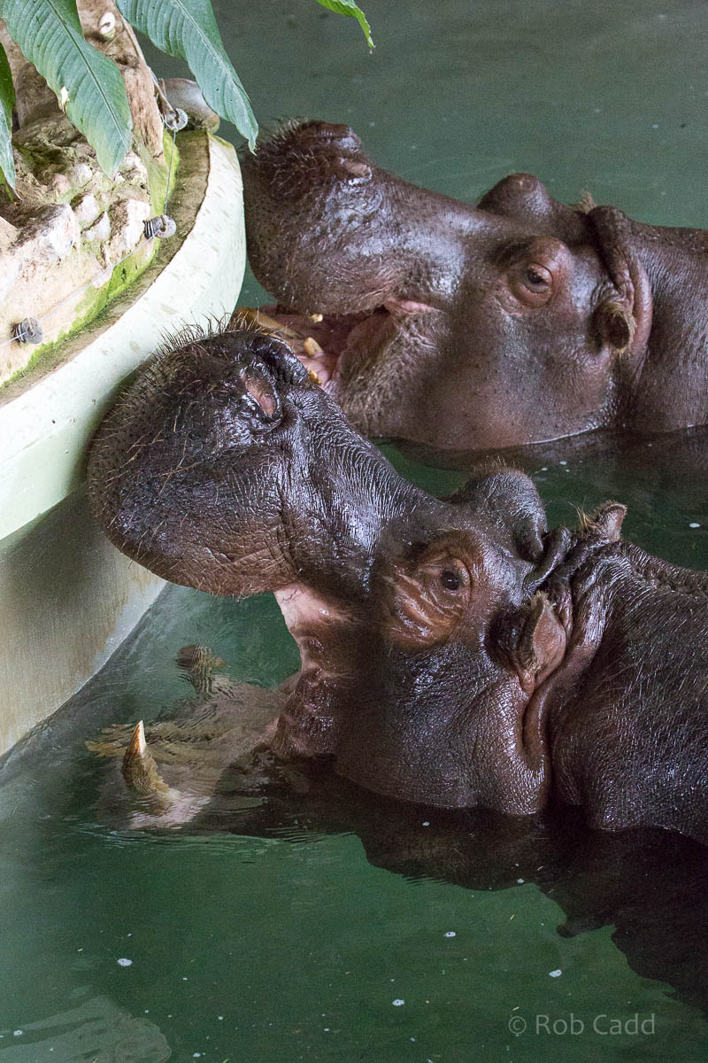 Common hippopotamus : Whipsnade : 12 Jun 2015