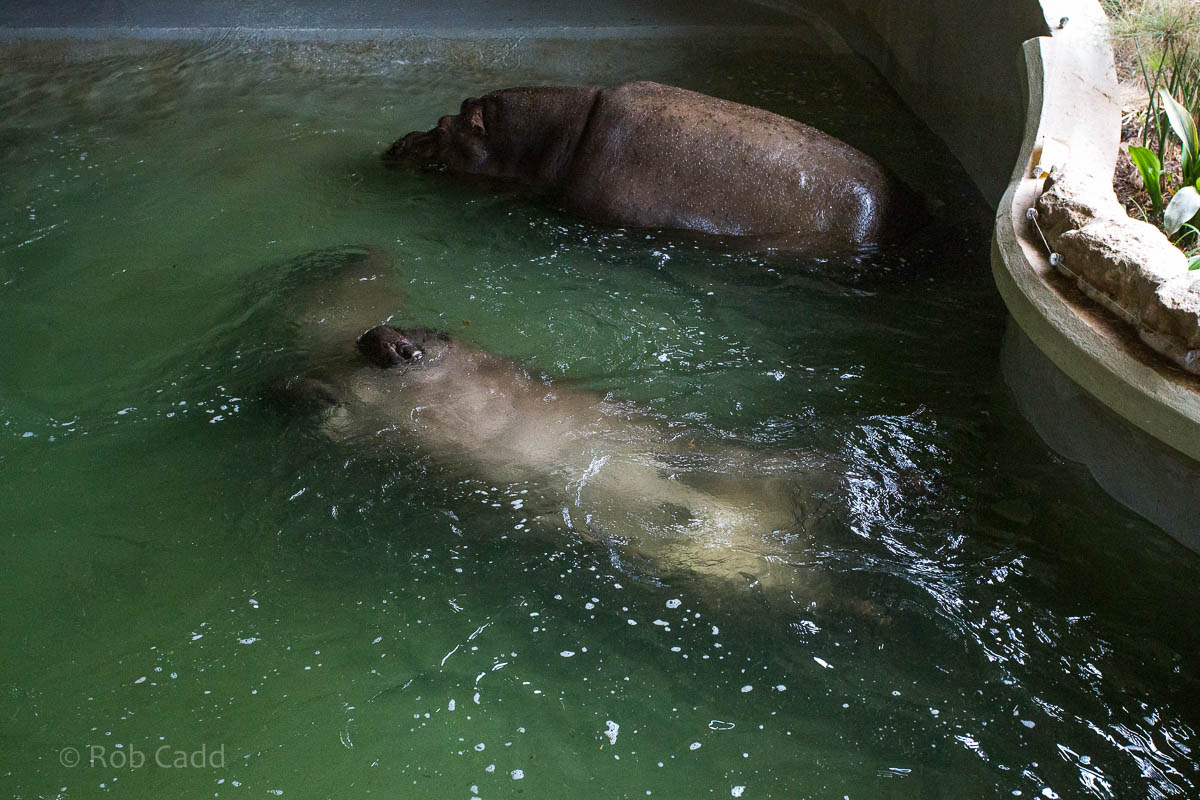 Common hippopotamus : Whipsnade : 12 Jun 2015