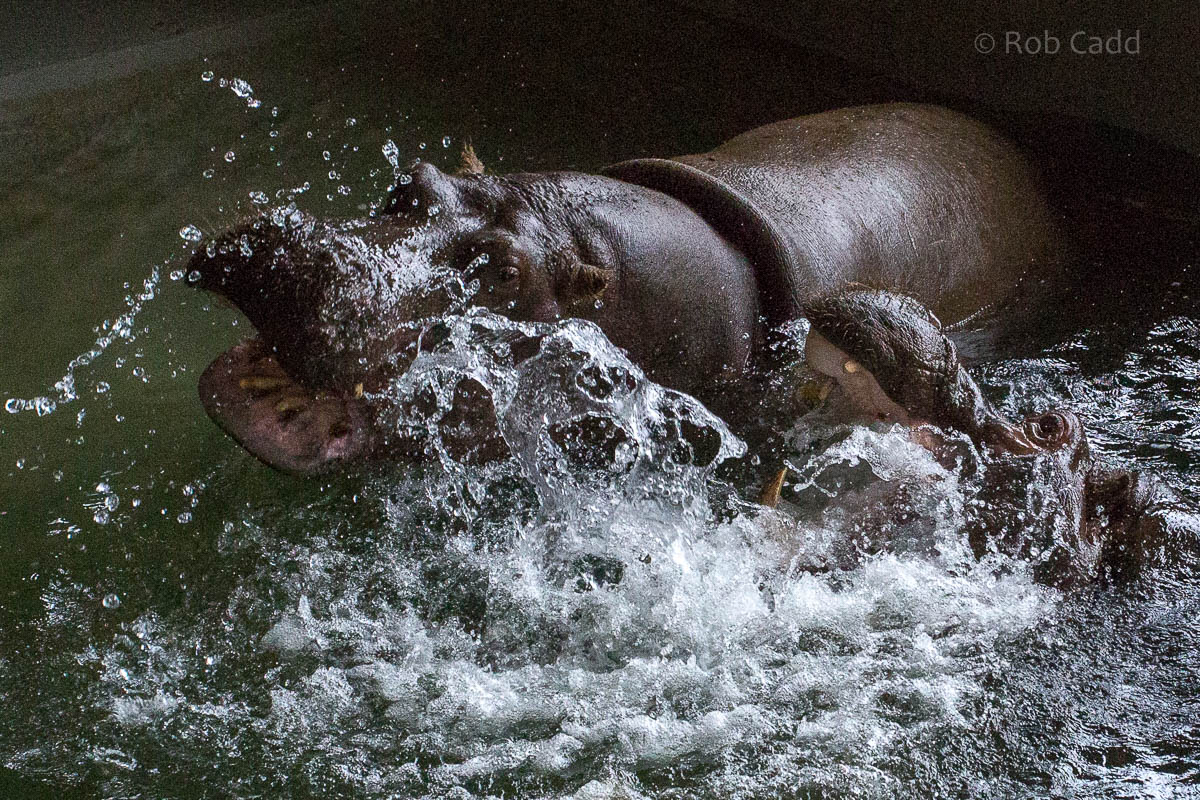 Common hippopotamus : Whipsnade : 12 Jun 2015