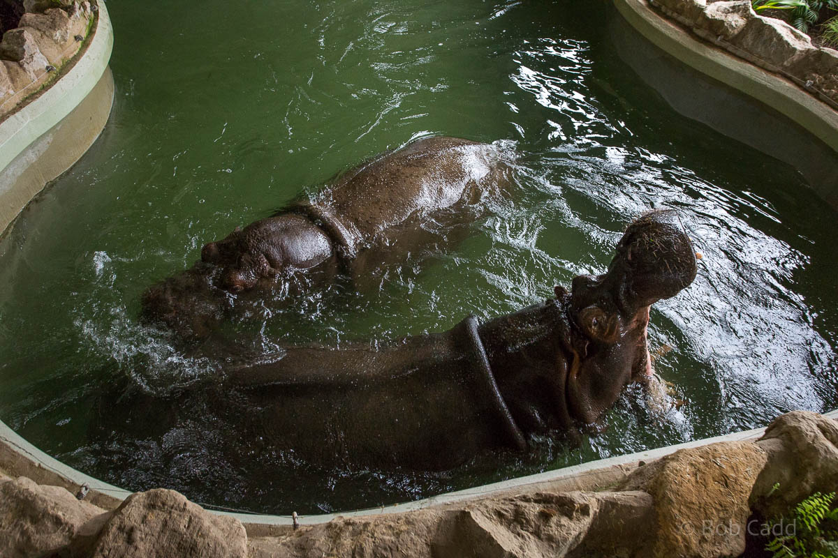 Common hippopotamus : Whipsnade : 12 Jun 2015
