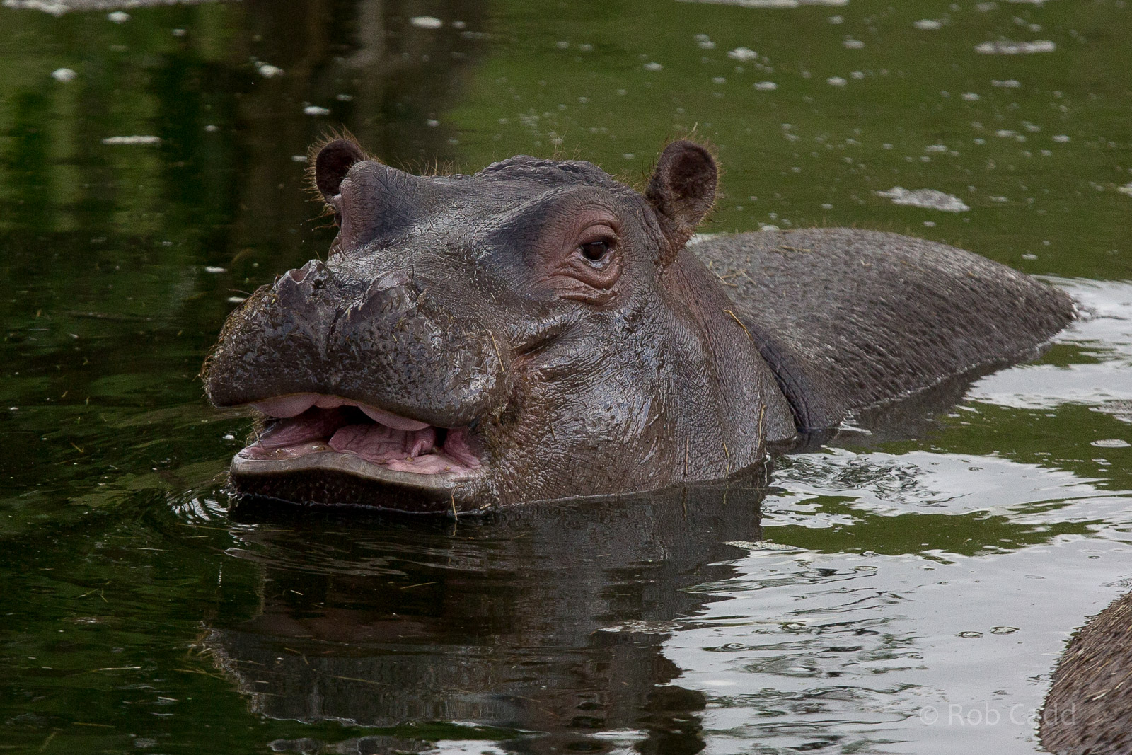 Common hippopotamus : Whipsnade : 16 Aug 2014