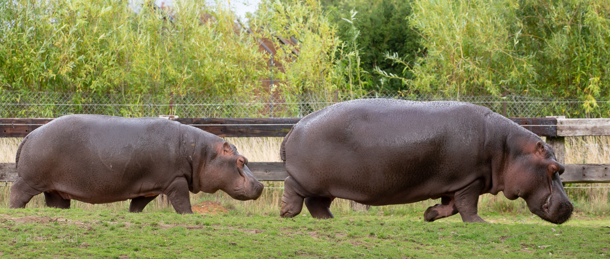 Common hippopotamus : Whipsnade : 23 Aug 2020