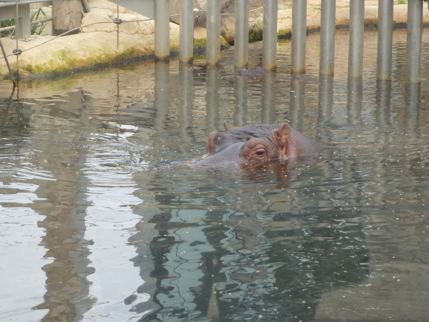 Common hippopotamus-Zoo Barcelona (2015)